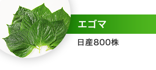 エゴマ：日産800株