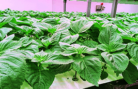 牛岳温泉植物工場