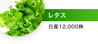 レタス：日産12,000株