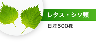 レタス・シソ類：日産500株