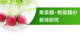果菜類・根菜類の栽培研究