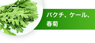 パクチ、ケール、春菊