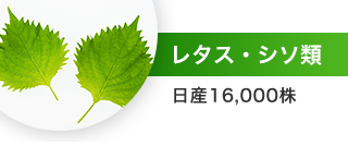レタス・シソ類（日産16,000株）