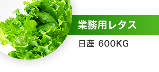 業務用レタス（日産 600KG）