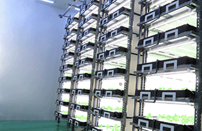 VERTIFARM