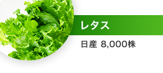 レタス（日産 8,000株）