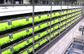 ベジグー小浜植物工場