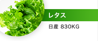 レタス（日産 830kg）