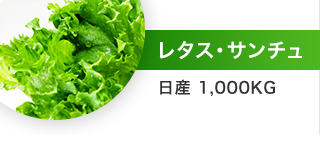 レタス・サンチュ（日産 1,000kg）